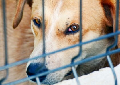Η σημασία της υιοθεσίας ενός αδέσποτου ζώου και τα οφέλη για την ψυχολογία μας