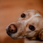 Μελαγχολικό ύφος σκύλου που παρακινεί σε πράξεις φιλοζωίας