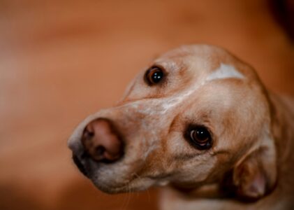 Takis Shelter: Φιλοζωία πέρα από λόγια και πώς η αγάπη γίνεται δράση